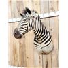Image 4 : Zebra Shoulder Mount Taxidermy