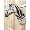 Image 5 : Zebra Shoulder Mount Taxidermy