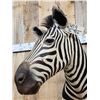 Image 6 : Zebra Shoulder Mount Taxidermy