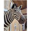 Image 7 : Zebra Shoulder Mount Taxidermy