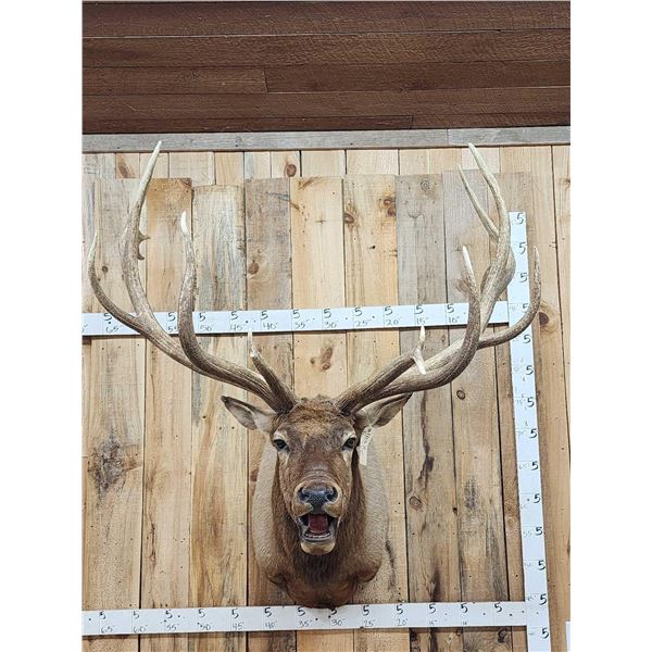 Big 7x7 Bugling Elk Shoulder Mount Taxidermy