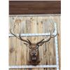 Image 1 : Big 7x7 Bugling Elk Shoulder Mount Taxidermy