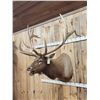 Image 2 : Big 7x7 Bugling Elk Shoulder Mount Taxidermy