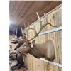 Image 3 : Big 7x7 Bugling Elk Shoulder Mount Taxidermy
