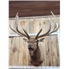 Image 4 : Big 7x7 Bugling Elk Shoulder Mount Taxidermy