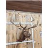 Image 5 : Big 7x7 Bugling Elk Shoulder Mount Taxidermy