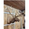 Image 6 : Big 7x7 Bugling Elk Shoulder Mount Taxidermy