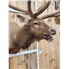 Image 7 : Big 7x7 Bugling Elk Shoulder Mount Taxidermy