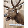 Image 8 : Big 7x7 Bugling Elk Shoulder Mount Taxidermy
