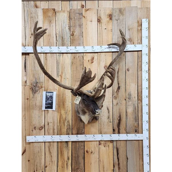 Caribou In Velvet Shoulder Mount Taxidermy