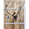 Image 1 : Caribou In Velvet Shoulder Mount Taxidermy