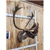 Image 2 : Caribou In Velvet Shoulder Mount Taxidermy