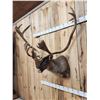 Image 3 : Caribou In Velvet Shoulder Mount Taxidermy