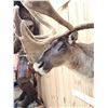Image 4 : Caribou In Velvet Shoulder Mount Taxidermy