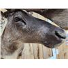 Image 5 : Caribou In Velvet Shoulder Mount Taxidermy