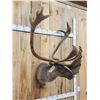 Image 7 : Caribou In Velvet Shoulder Mount Taxidermy