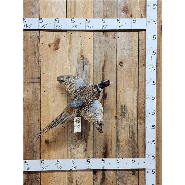 Ringneck Pheasant In Flight Bird Taxidermy