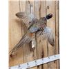 Image 2 : Ringneck Pheasant In Flight Bird Taxidermy