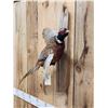 Image 3 : Ringneck Pheasant In Flight Bird Taxidermy
