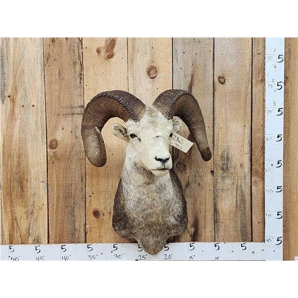 Stone Sheep Shoulder Mount Taxidermy