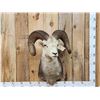 Image 1 : Stone Sheep Shoulder Mount Taxidermy