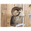 Image 2 : Stone Sheep Shoulder Mount Taxidermy