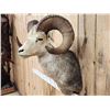 Image 3 : Stone Sheep Shoulder Mount Taxidermy