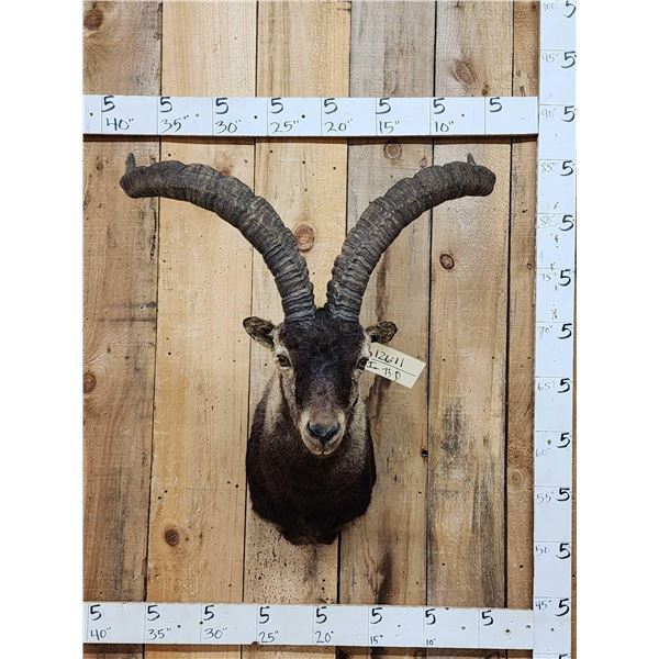 Gredos Ibex Shoulder Mount Taxidermy