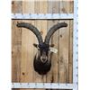 Image 1 : Gredos Ibex Shoulder Mount Taxidermy