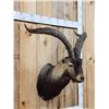 Image 2 : Gredos Ibex Shoulder Mount Taxidermy