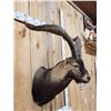 Image 3 : Gredos Ibex Shoulder Mount Taxidermy