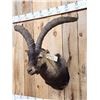 Image 4 : Gredos Ibex Shoulder Mount Taxidermy