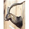 Image 5 : Gredos Ibex Shoulder Mount Taxidermy