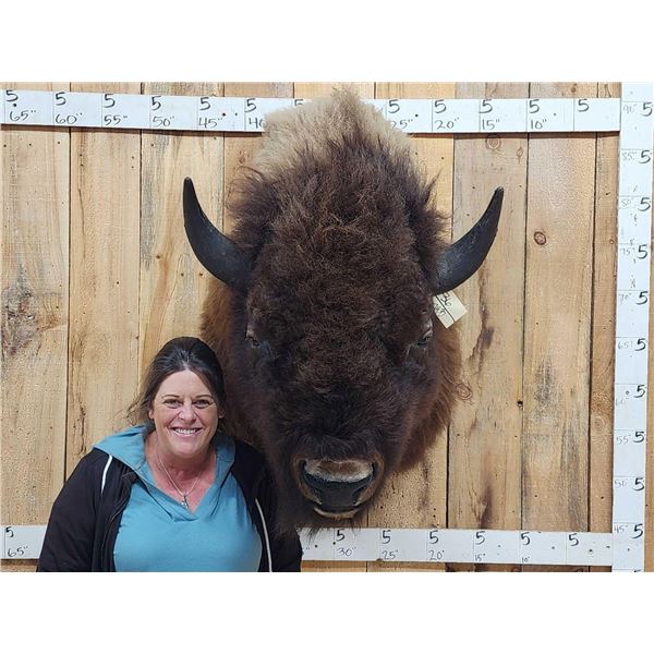 BIG American Bison Buffalo Shoulder Mount Taxidermy
