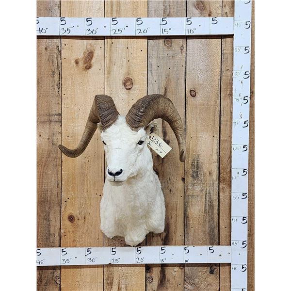 Alaskan Dall Sheep Shoulder Mount Taxidermy