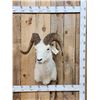Image 1 : Alaskan Dall Sheep Shoulder Mount Taxidermy