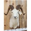 Image 2 : Alaskan Dall Sheep Shoulder Mount Taxidermy