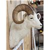 Image 3 : Alaskan Dall Sheep Shoulder Mount Taxidermy