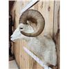 Image 4 : Alaskan Dall Sheep Shoulder Mount Taxidermy