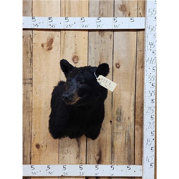 Black Bear Shoulder Mount Taxidermy