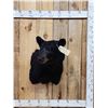 Image 1 : Black Bear Shoulder Mount Taxidermy