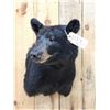Image 2 : Black Bear Shoulder Mount Taxidermy