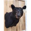 Image 3 : Black Bear Shoulder Mount Taxidermy