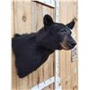 Image 4 : Black Bear Shoulder Mount Taxidermy