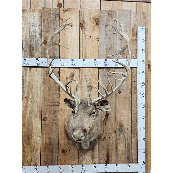 Double Shovel Caribou Shoulder Mount Taxidermy