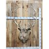 Image 1 : Double Shovel Caribou Shoulder Mount Taxidermy