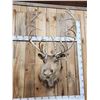 Image 2 : Double Shovel Caribou Shoulder Mount Taxidermy