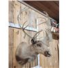Image 3 : Double Shovel Caribou Shoulder Mount Taxidermy
