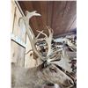 Image 4 : Double Shovel Caribou Shoulder Mount Taxidermy