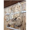 Image 5 : Double Shovel Caribou Shoulder Mount Taxidermy